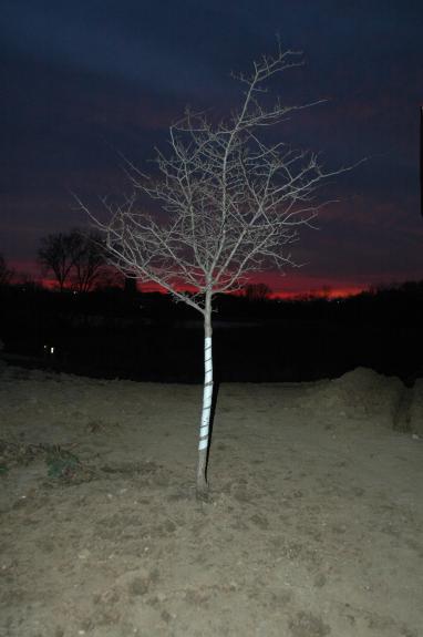 Tree against sunset