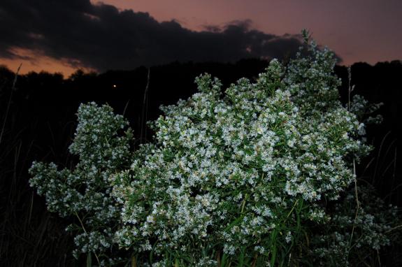 Conservancy flowers at sunset