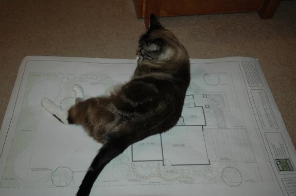Tofu sitting on our landscape plan